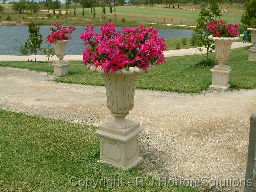 Bougainvillea Pots 